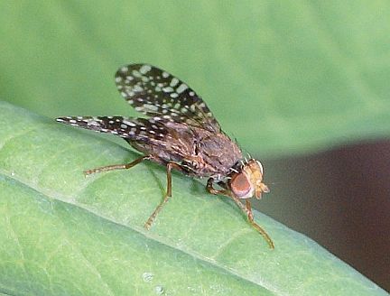 Fruit Fly