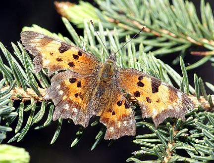 Green Comma