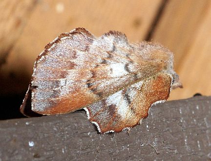 Lappet Moth