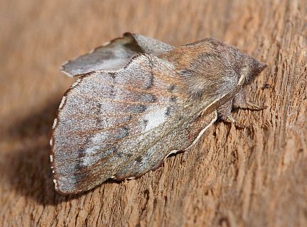 Lappet Moth