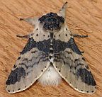 Poplar Kitten