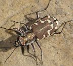 Bronzed Tiger Beetle