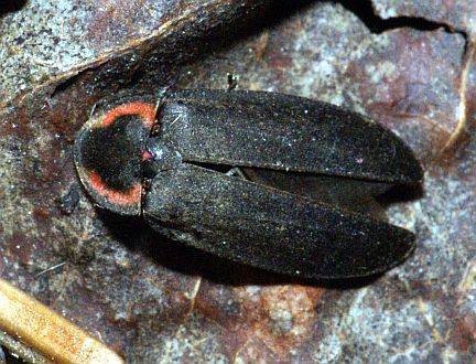 Firefly