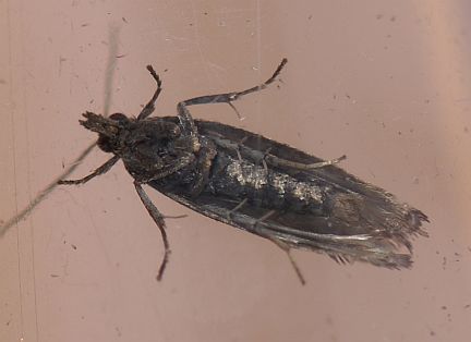 Early Aspen Leaf Roller - ventral