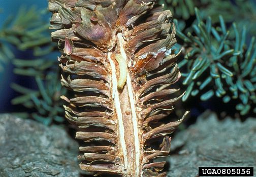 Spruce Seed Moth Caterpillar in spruce cone