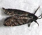 Spruce Seed Moth