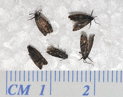 Spruce Seed Moths