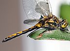 Boreal Whiteface