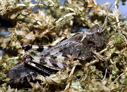 Dusky Grasshopper - brown coloration
