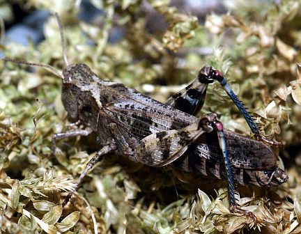 Dusky Grasshopper