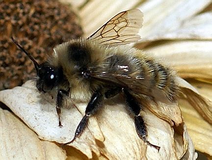 Redbelted Bumble Bee - male