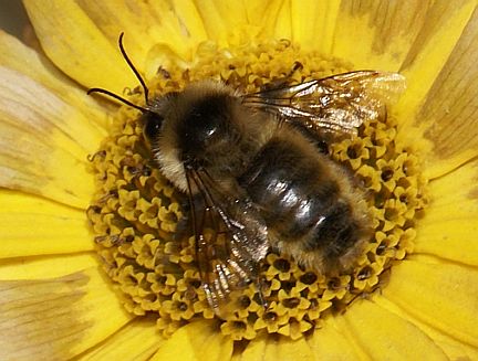 Redbelted Bumble Bee - male