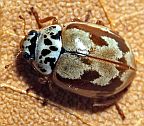 Painted Ladybug