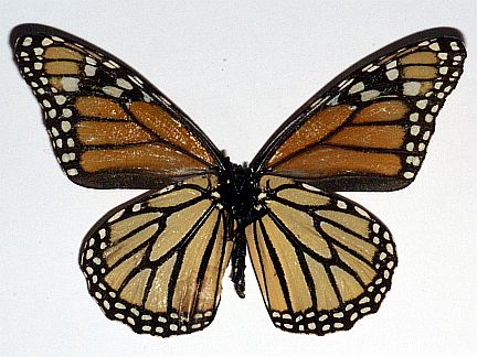 Monarch - female ventral