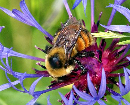 Redbelted Bumble Bee 