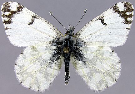 Large Marble - male dorsal