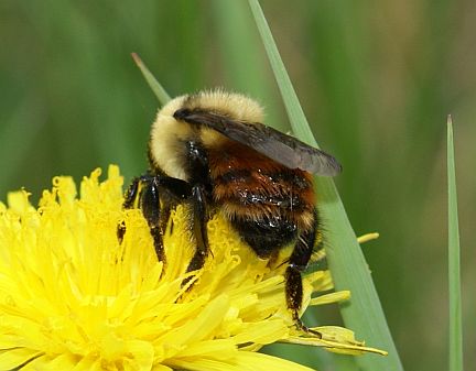 Redbelted Bumble Bee