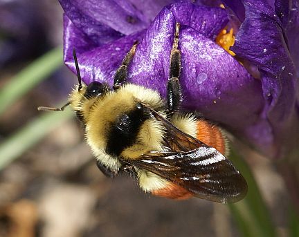 Bombus huntii