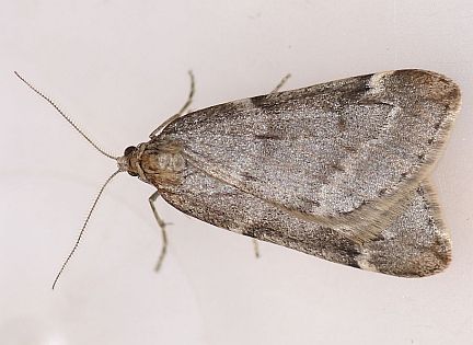 Fall Cankerworm Moth