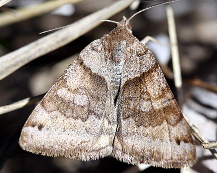 Clover Looper