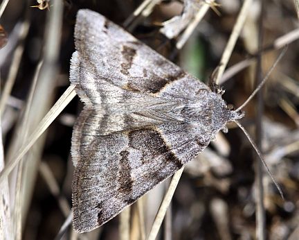 Clover Looper