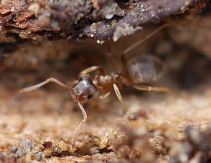 Lasius pallitarsis