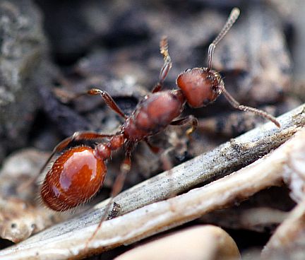 Western Harvester Ant - Queen