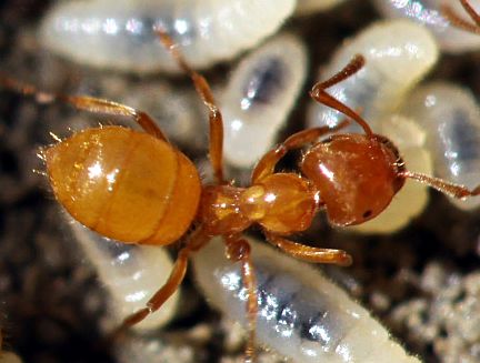 Lasius coloradensis