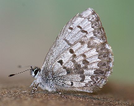 Spring Azure