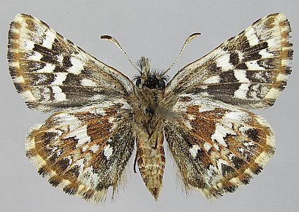 Two-banded Checkered Skipper - ventral