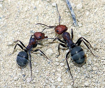Western Thatching Ant