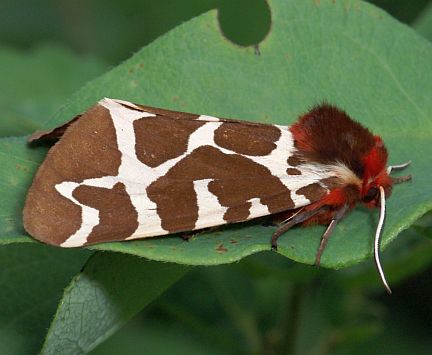 Garden Tiger Moth