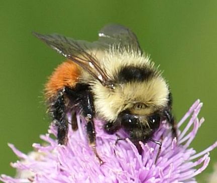 Redbelted Bumble Bee