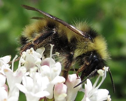 Bombus fernaldae