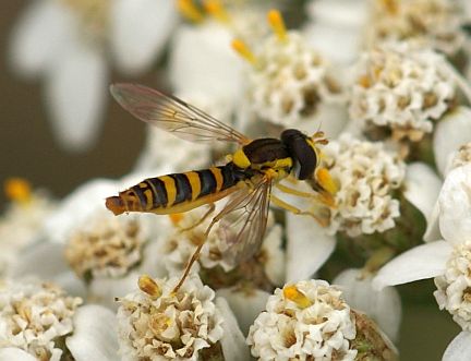 Sphaerophoria sp.