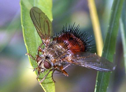 Hystricia abrupta