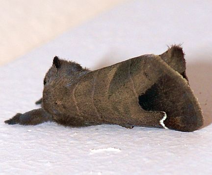 Sigmond Prominent - darker summer form