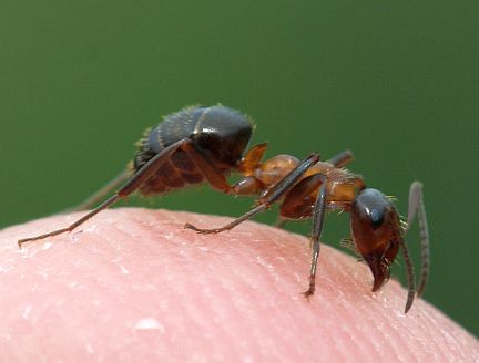 Formica ulkei
