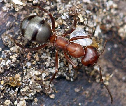 Formica ulkei