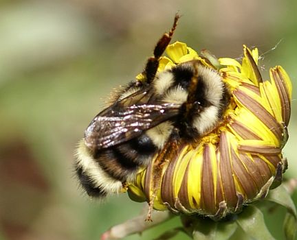Bombus bifarius
