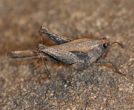 Pygmy Grasshopper