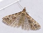 Six-plume Moth