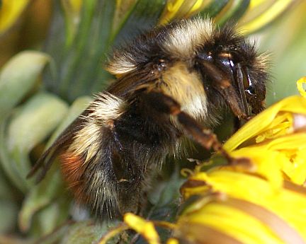 Bombus flavifrons