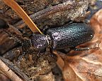 Spondylis upiformis