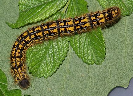 Western Tent Caterpillar - mature larva