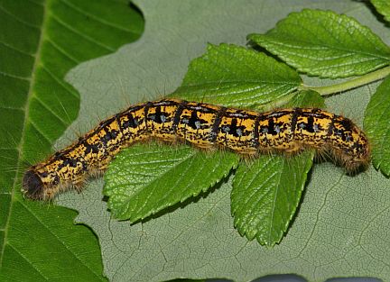 Western Tent Caterpillar