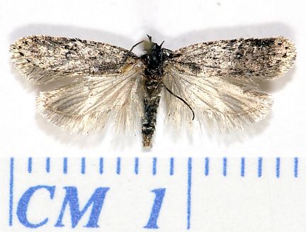 Oecophorid Moth