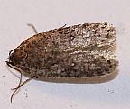 Oecophorid Moth