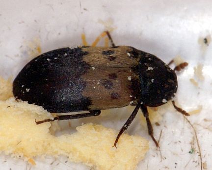 Larder Beetle