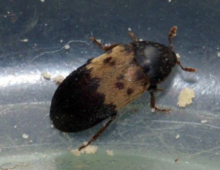 Larder Beetle